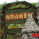 허브향 이미지
