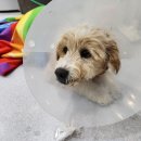 영천동물병원 이미지