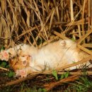 우리덕구 동물병원 이미지