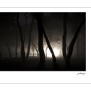 솔의향기 이미지