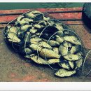 영인 낚시터 이미지