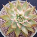 골드크레마 이미지