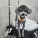 비비그루밍 이미지