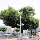 느티나무 이미지