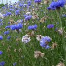 봉화마을길 이미지