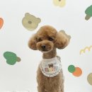 츄츄살롱 이미지