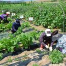 이지농장 이미지