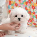 부산강아지분양 미유펫 이미지