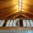 솔푸른향기애견 이미지