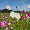 코스모스 이미지