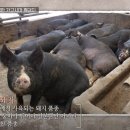 황금돼지국밥 이미지