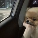 개꼬신내 이미지