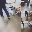 미사마이펫 이미지