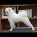 GROOMING107 이미지