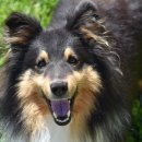 행복한강아지 이미지