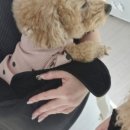 모니드 네이버블로그