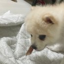 애견수제간식_잇썸 (모두 모두 짜루 보러 가세요🐶🐾)