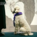 젠틀그루밍 이미지