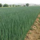 형제농장 이미지