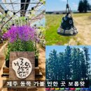 라벤더하우스 | 제주 동쪽 여행코스 추천, 사진 찍기 좋은 보롬왓 카페와 꽃밭