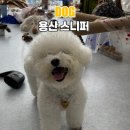 스니퍼(sniffur) | 스니퍼 sniffur 반려견 후각 놀이 센터 트라이얼 후기