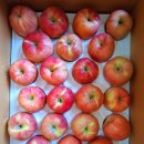 🍎홍로 꿀맛 험과 판매, 아~! 리슈 맛쥑이는 아리수사과 . 이미지
