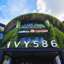 아이비586 이미지