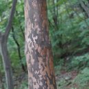 노각나무Stewartia koreana Nakai ex Rehder 이미지