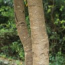 동백동산 이미지