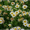 솔레미오 이미지