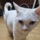 르엘동물의료센터 이미지