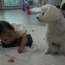 복터진강아지 이미지