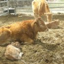 가래울농장 이미지