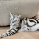 701아를고양이카페(cat in the art) 이미지