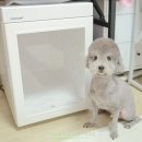 붐애견 | 강아지 드라이룸, 털 말리기 편한 애견 펫 드라이룸 붐펫