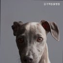 김기혁동물병원 네이버블로그