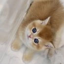 김포고양이분양 맘스캣 이미지