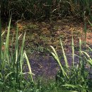 함안 대송리 늪지식물 이미지