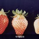 태양청과 | 딸기 재배 시 주요 생리장해와 대책(딸기 비닐하우스 시설 재배)