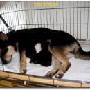 우리집 똥강아지 이미지