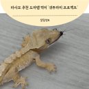 파사모 추천 도마뱀 먹이 귀뚜라미 3번 실패 후 찾은 곳