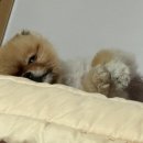 봉산실비식당