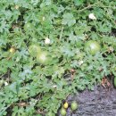 하늘타리 이미지