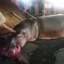 하마 농장 이미지