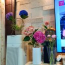 사선낙농영농조합법인 | 강진수국 그린화훼영농조합 부모님께 꽃선물