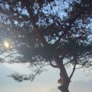 오렌지꽃향기는바람에날리고민박 | 오렌지꽃향기는바람에날리고