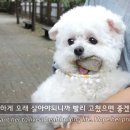 없음 네이버블로그