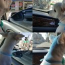 도리도리펫샵 이미지