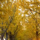 곡교천 은행나무길 이미지