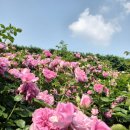전주수목원 장미 만개 소식 전해요 이미지